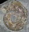 Iridescent Psiloceras Ammonite - Great Britain #1082-1